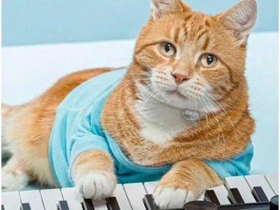 8 Famous Internet Pets You Didn’t Realize Had Passed Away