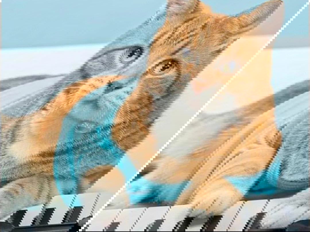 8 Famous Internet Pets You Didn’t Realize Had Passed Away